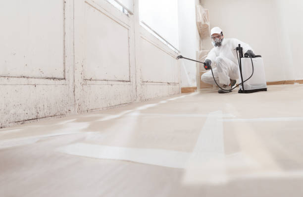 Black mold remediation team in Spring